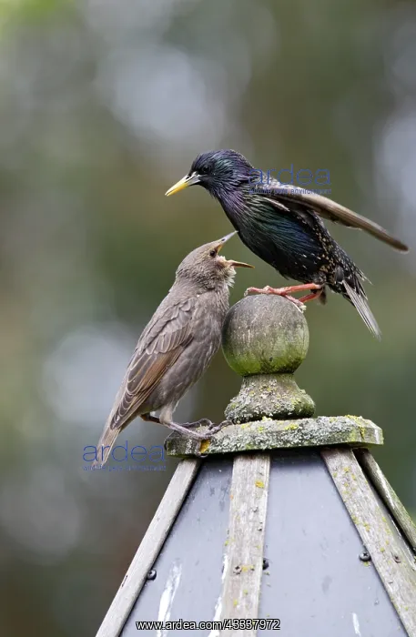 : Starling - with youngster on bird table : Starling - with youngster on bird table