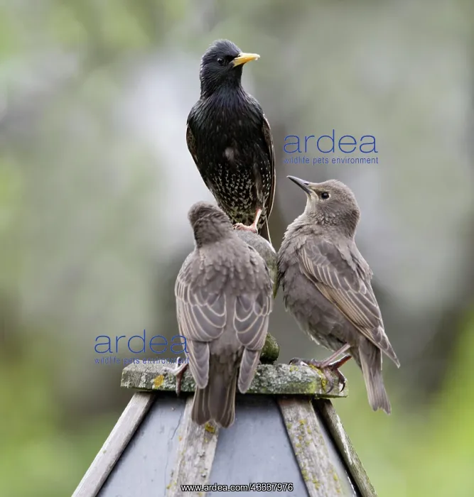 : Starling - with youngsters on bird table : Starling - with youngsters on bird table
