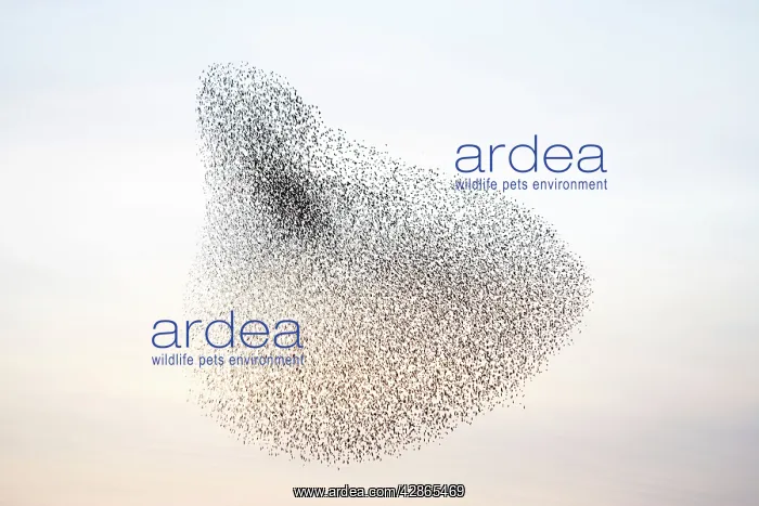 : Starlings. (sturnus vulgaris). Near Gretna, Scotland : Starlings. (sturnus vulgaris). Near Gretna, Scotland