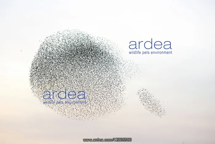 : Starlings (Sturnus vulgaris). Near Gretna, Scotland : Starlings (Sturnus vulgaris). Near Gretna, Scotland