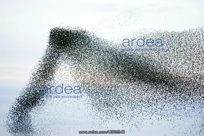 : Starlings. (Sturnus vulgaris). Near Gretna, Scotland : Starlings. (Sturnus vulgaris). Near Gretna, Scotland