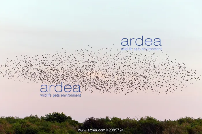 : Starlings (Sturnus vulgaris). flock preparing to land in roosting area : Starlings (Sturnus vulgaris). flock preparing to land in roosting area