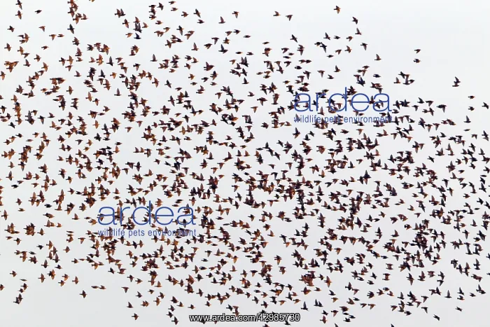 : Starlings (Sturnus vulgaris). flock preparing to land in roosting area : Starlings (Sturnus vulgaris). flock preparing to land in roosting area