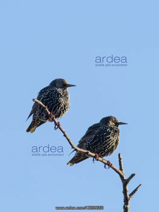 : Starlings : Starlings