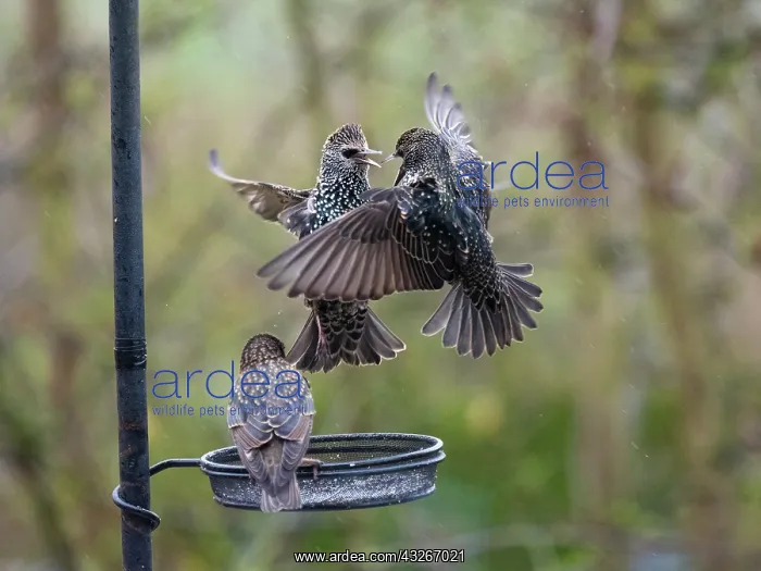 : Starlings - three birds at feeder, fighting over : Starlings - three birds at feeder, fighting over