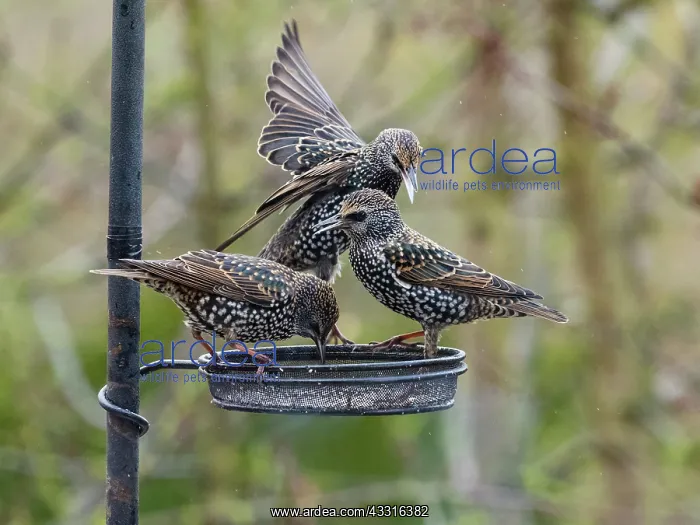 : Starlings - three birds at feeder, fighting over : Starlings - three birds at feeder, fighting over
