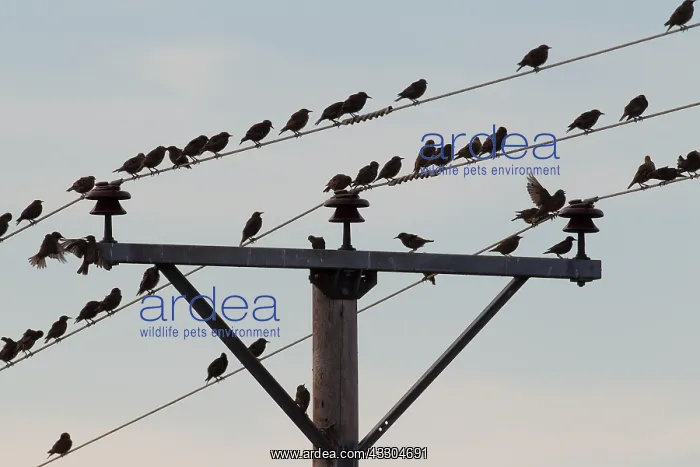 : Starlings - birds perched on electric wires - Sweden : Starlings - birds perched on electric wires - Sweden