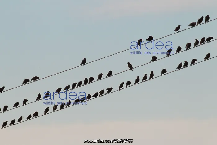 : Starlings - birds perched on electric wires - Sweden : Starlings - birds perched on electric wires - Sweden
