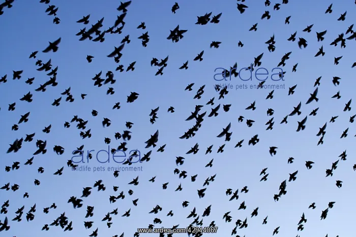 : Starlings - Close up of a mass of birds in flight : Starlings - Close up of a mass of birds in flight