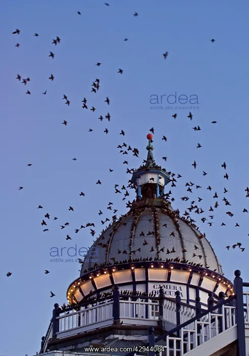 : Starlings - Coming in to roost in a Victorian Camera : Starlings - Coming in to roost in a Victorian Camera