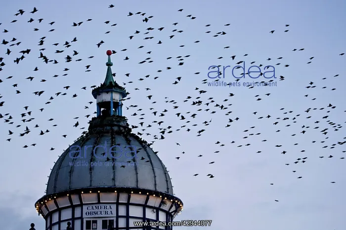 : Starlings - Coming in to roost in a Victorian Camera : Starlings - Coming in to roost in a Victorian Camera