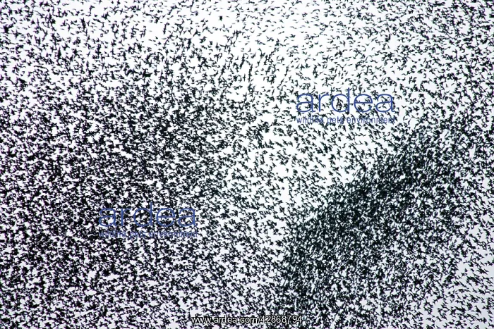 : Starlings - A concentrated section of a large flock : Starlings - A concentrated section of a large flock