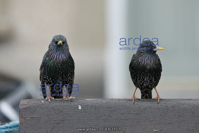  : Starlings - Cornwall - UK