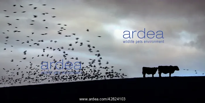 : Starlings - dusk - flying to roost : Starlings - dusk - flying to roost