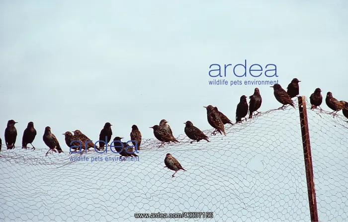 : STARLINGS - on fence : STARLINGS - on fence