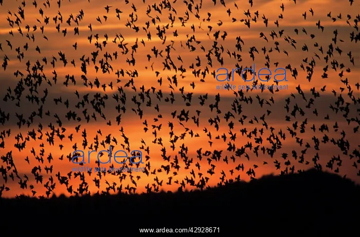 : STARLINGS - In flight, flocking : STARLINGS - In flight, flocking