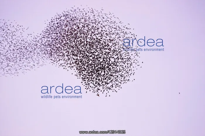 : Starlings - Flock expanding and contracting in : Starlings - Flock expanding and contracting in