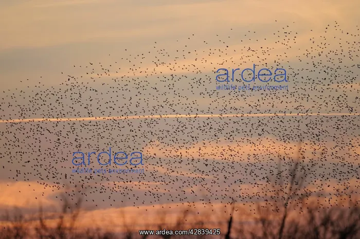 : Starlings - flock in flight : Starlings - flock in flight