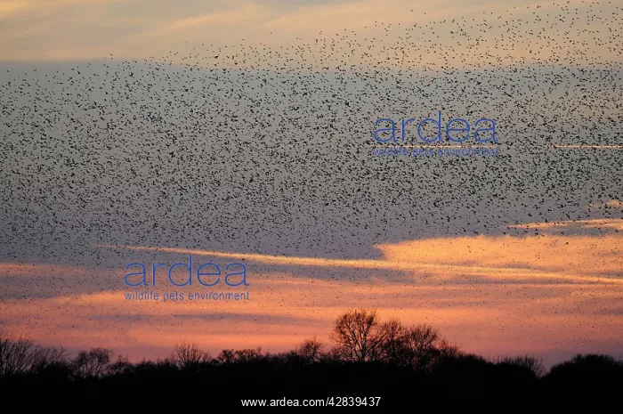 : Starlings - flock in flight : Starlings - flock in flight