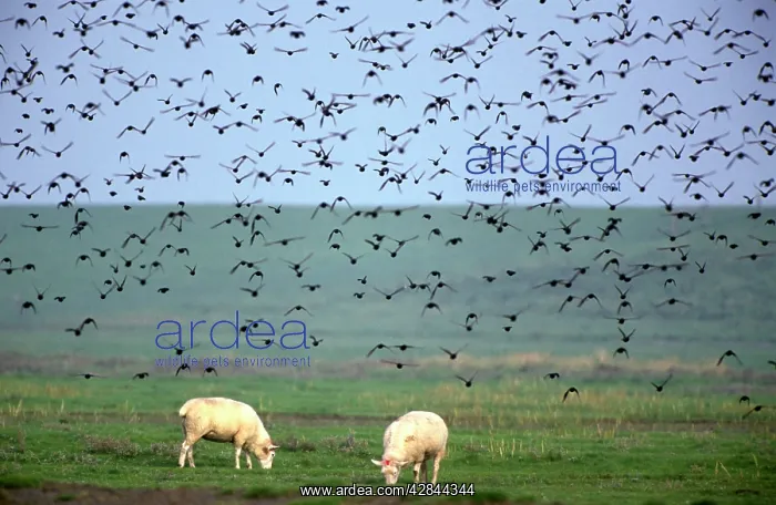 : Starlings - flock in flight above field with sheep : Starlings - flock in flight above field with sheep