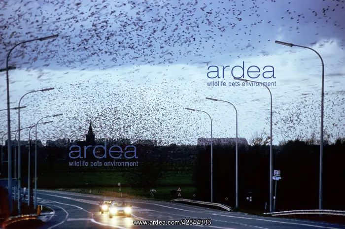 : Starlings - flock in flight above road : Starlings - flock in flight above road