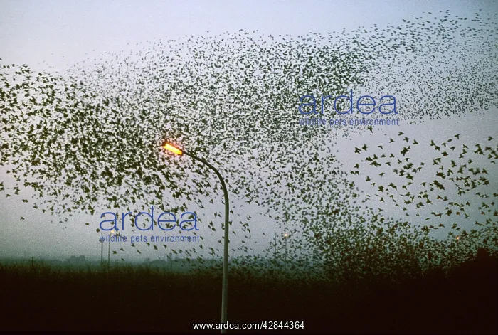 : Starlings - flock in flight above road : Starlings - flock in flight above road