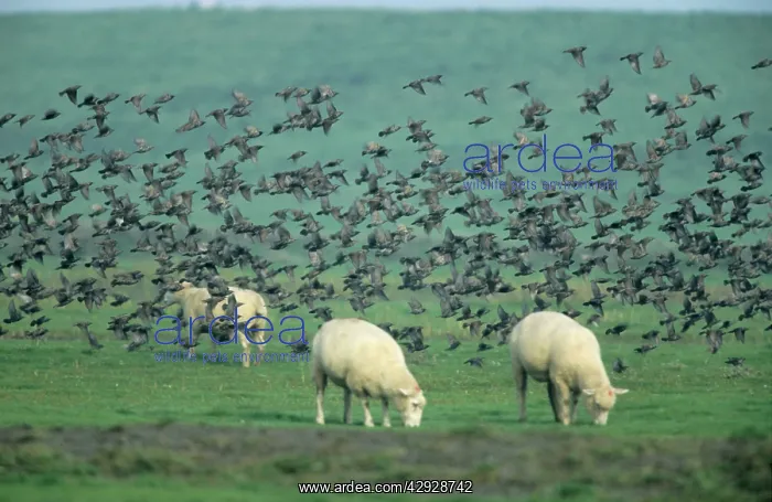 : STARLINGS - flock in flight over sheep : STARLINGS - flock in flight over sheep