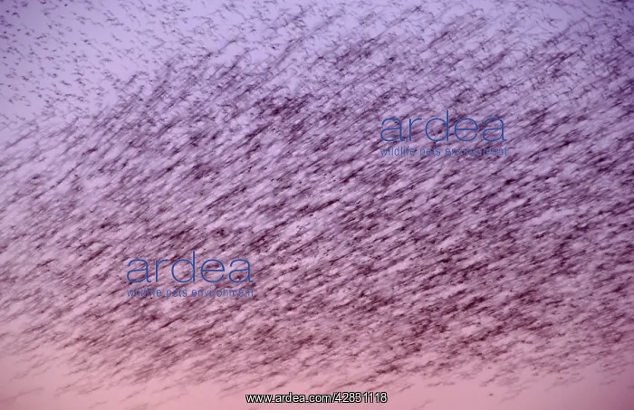  : Starlings - Flock flying at sunset showing movement