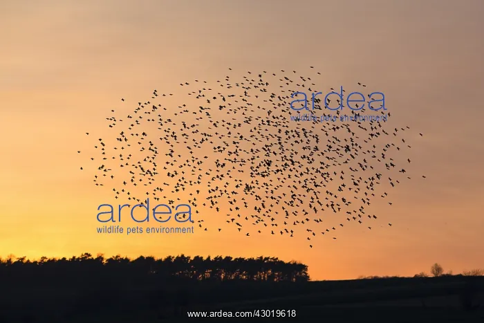 : Starlings - flock / murmuration flying at twilight : Starlings - flock / murmuration flying at twilight