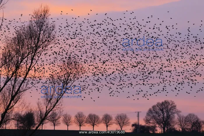  : Starlings - flock  / murmuration flying at twilight