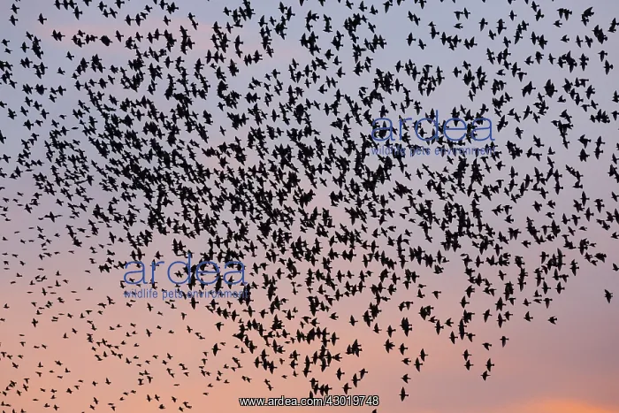 : Starlings - flock / murmuration flying at twilight : Starlings - flock / murmuration flying at twilight