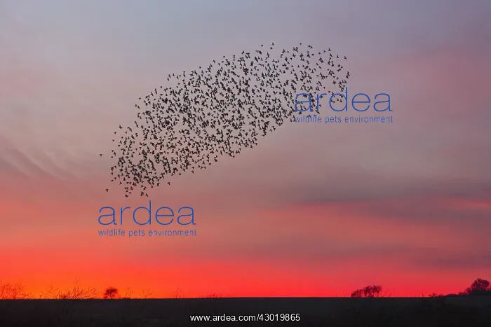 : Starlings - flock / murmuration flying at twilight : Starlings - flock / murmuration flying at twilight