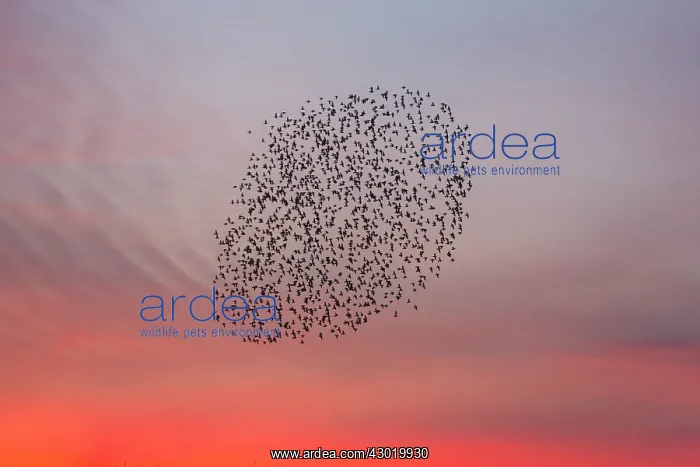 : Starlings - flock / murmuration flying at twilight : Starlings - flock / murmuration flying at twilight