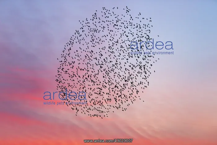 : Starlings - flock / murmuration flying at twilight : Starlings - flock / murmuration flying at twilight