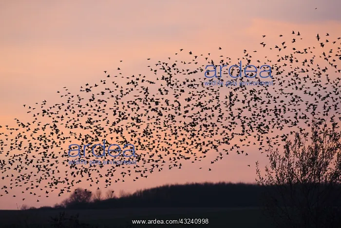 : Starlings - flock / murmuration flying at twilight : Starlings - flock / murmuration flying at twilight