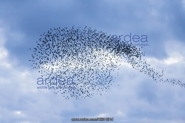 : Starlings - flock / murmuration flying at twilight : Starlings - flock / murmuration flying at twilight
