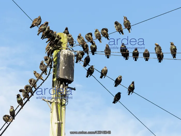 : Starlings - flock perched on power lines, in autumn : Starlings - flock perched on power lines, in autumn