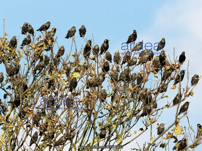 : Starlings - flock resting in tree top, in autumn : Starlings - flock resting in tree top, in autumn