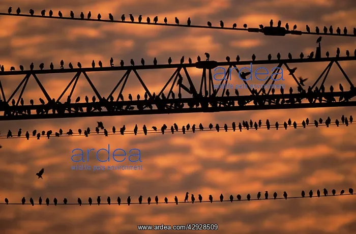 : STARLINGS - Flock sitting on building crane at dusk : STARLINGS - Flock sitting on building crane at dusk