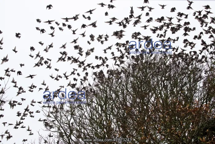 : Starlings - flock in tree - Winter : Starlings - flock in tree - Winter