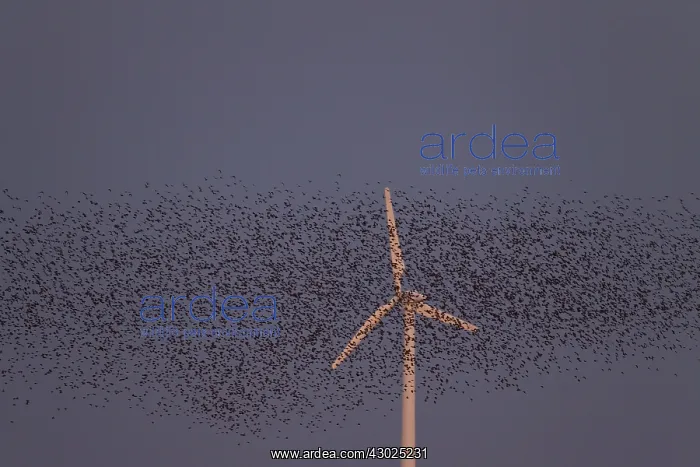 : Starlings flocks Common Starlings flock in flight / mur : Starlings flocks Common Starlings flock in flight / mur