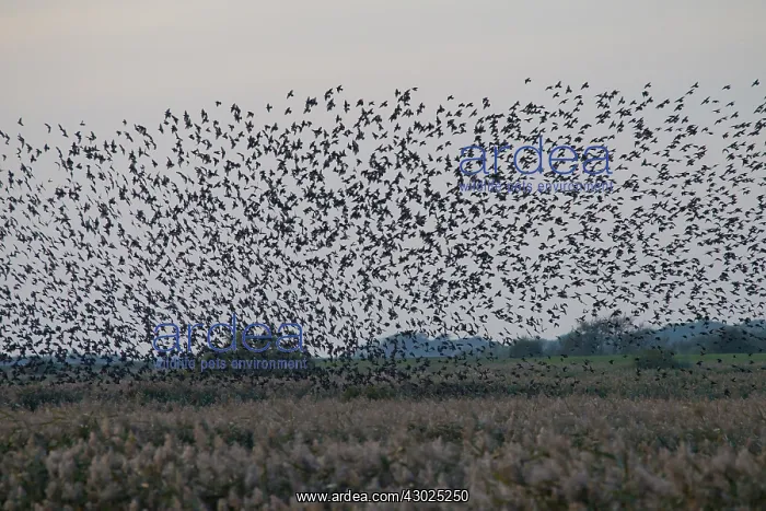 : Starlings flocks Common Starlings flock / murmuration G : Starlings flocks Common Starlings flock / murmuration G