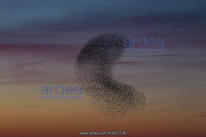 : Starlings flocks Common Starlings flock / murmuration i : Starlings flocks Common Starlings flock / murmuration i