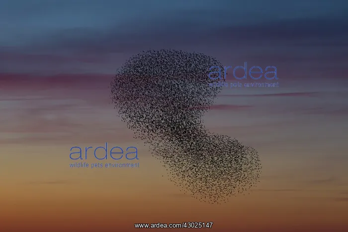 : Starlings flocks Common Starlings flock / murmuration i : Starlings flocks Common Starlings flock / murmuration i