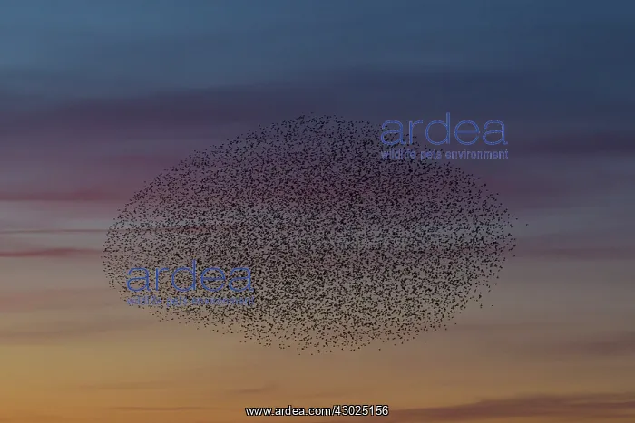 : Starlings flocks Common Starlings flock / murmuration i : Starlings flocks Common Starlings flock / murmuration i