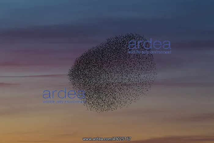 : Starlings flocks Common Starlings flock / murmuration i : Starlings flocks Common Starlings flock / murmuration i
