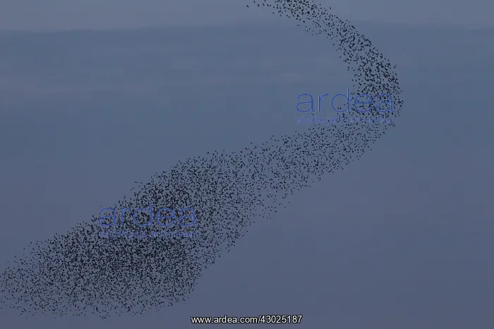 : Starlings flocks Common Starlings flock / murmuration i : Starlings flocks Common Starlings flock / murmuration i