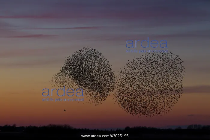 : Starlings flocks Common Starlings flock / murmuration i : Starlings flocks Common Starlings flock / murmuration i