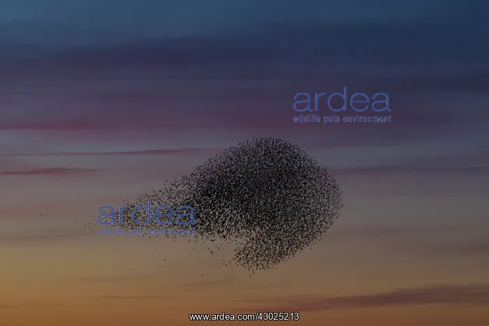 : Starlings flocks Common Starlings flock / murmuration i : Starlings flocks Common Starlings flock / murmuration i