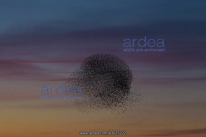 : Starlings flocks Common Starlings flock / murmuration i : Starlings flocks Common Starlings flock / murmuration i